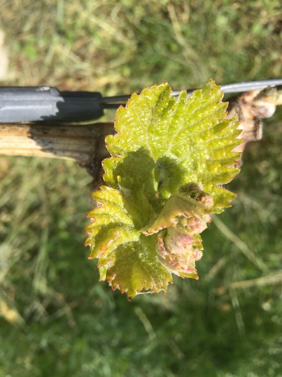 Zweytick Gaestezimmer Weingut Ratsch an der Weinstraße المظهر الخارجي الصورة